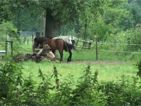 Museum Insel Hombroich : Im Sommer